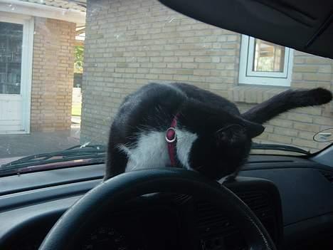 Huskat Mis Mis <3   R.I.P - Hov Hva Er Det Jeg Er Inde I ?? (x billede 15