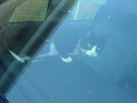 Huskat Mis Mis <3   R.I.P - Heey, Du Der .. Låk Miig Ud !!  billede 16