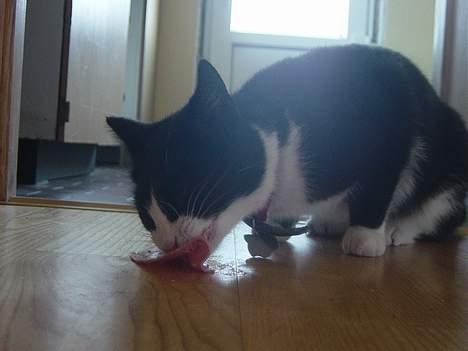 Huskat Mis Mis <3   R.I.P - Mmmh, Jååms, Elzker Maad :D billede 17