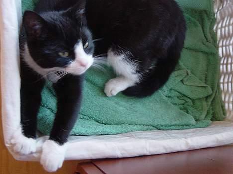 Huskat Mis Mis <3   R.I.P - Årrh Stækker Mig Lige efter Den Lange Luur  billede 18