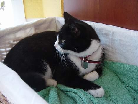 Huskat Mis Mis <3   R.I.P - Hov, Sker Der Derhenne `` billede 19