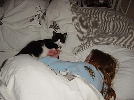 Huskat Mis Mis <3   R.I.P - Miig Og Moaar Sover, Men Jeg Sover Ikke, Skal Jeg Drille Hende Eller Ej ?? Jeg Må Hellere Lade Være, for Hun Blir Bar´ Sur Når hun Sover :@ billede 20