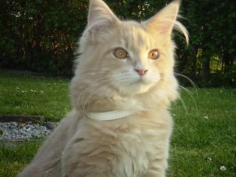 Maine Coon Freddie - Er jeg ikke lækker? billede 1