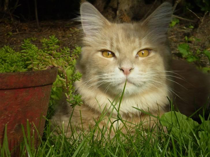 Maine Coon Freddie - 8 mdr. Hygger i haven. billede 2