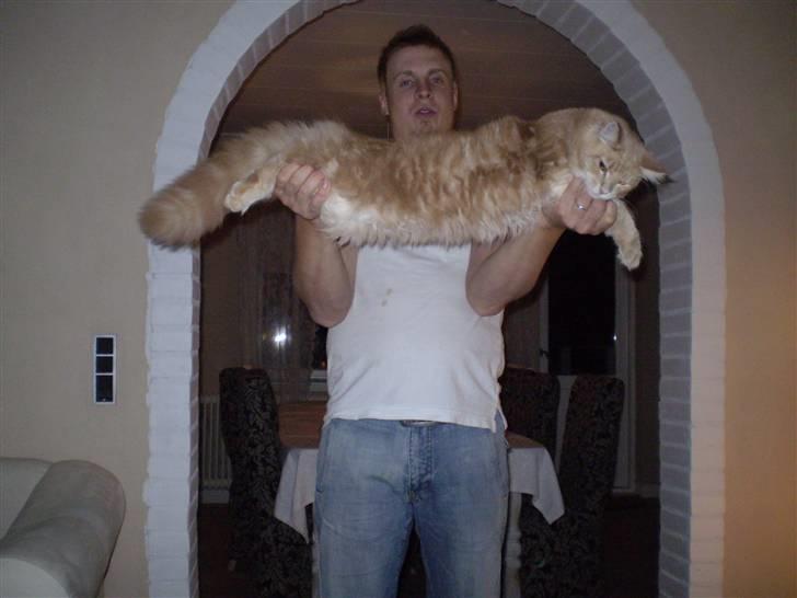 Maine Coon Freddie - Se lige hvor stor jeg er... 7 mdr. billede 4