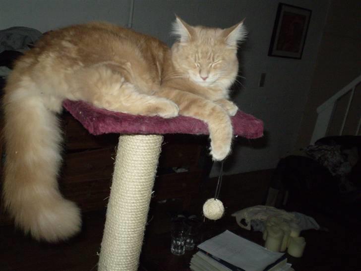 Maine Coon Freddie - Jeg napper mig lige en lur, mens mor tager billeder. 7 mdr billede 5