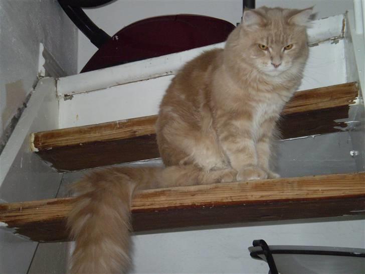 Maine Coon Freddie - Her er jeg 11 mdr. Og jeg er blevet en bestemt herre. billede 6