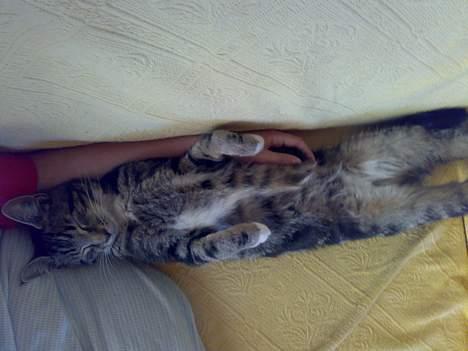 Blanding af racer † Terkel † - Han ligger på de særeste måder :D billede 15