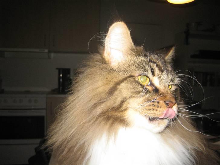 Maine Coon Enzo  billede 3