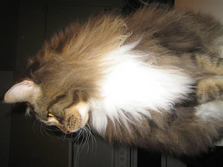 Maine Coon Enzo  billede 4