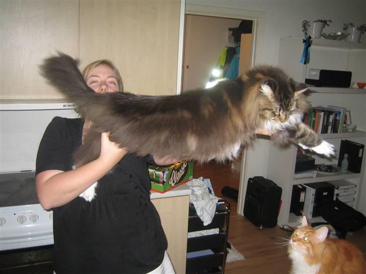 Maine Coon Enzo  billede 5