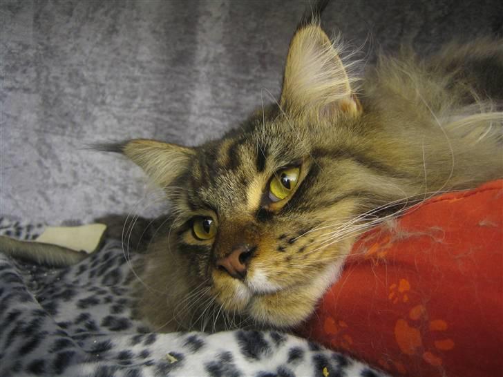 Maine Coon Enzo  billede 6