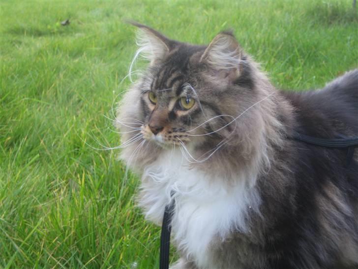 Maine Coon Enzo  billede 7