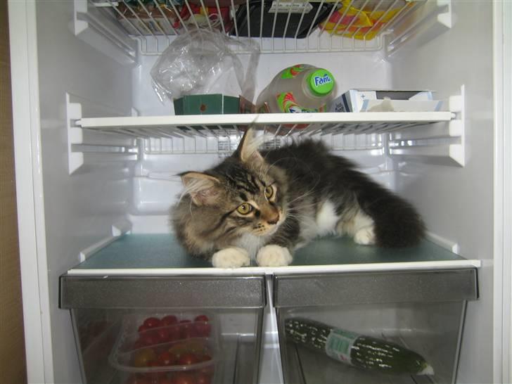 Maine Coon Enzo  billede 8