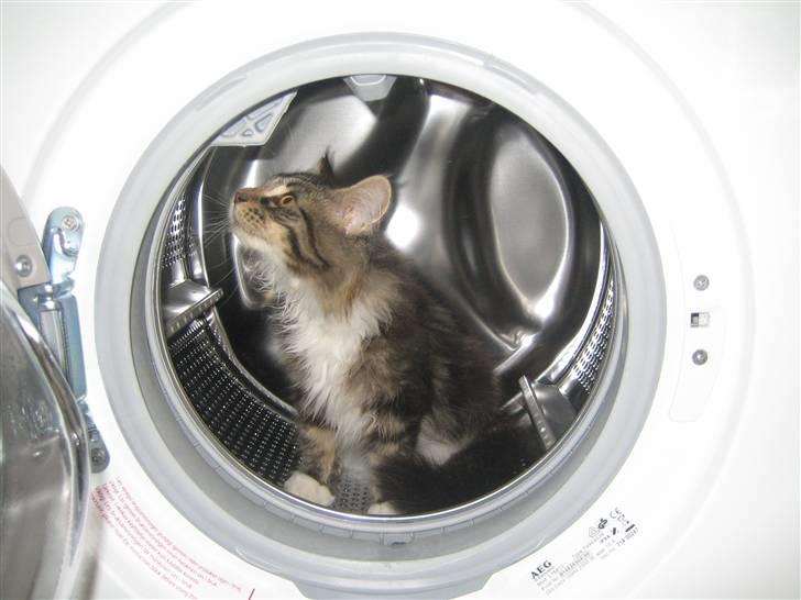 Maine Coon Enzo  billede 9