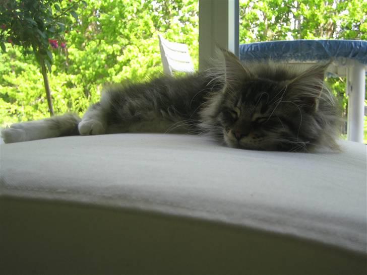 Maine Coon Enzo  billede 10