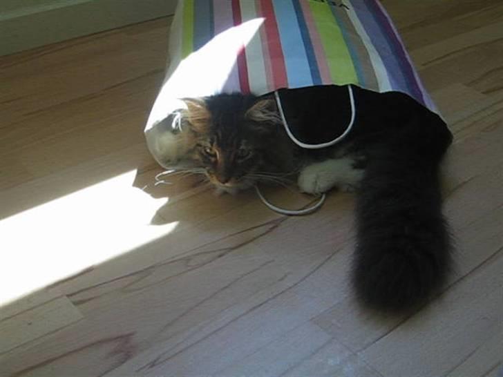 Maine Coon Enzo  billede 11