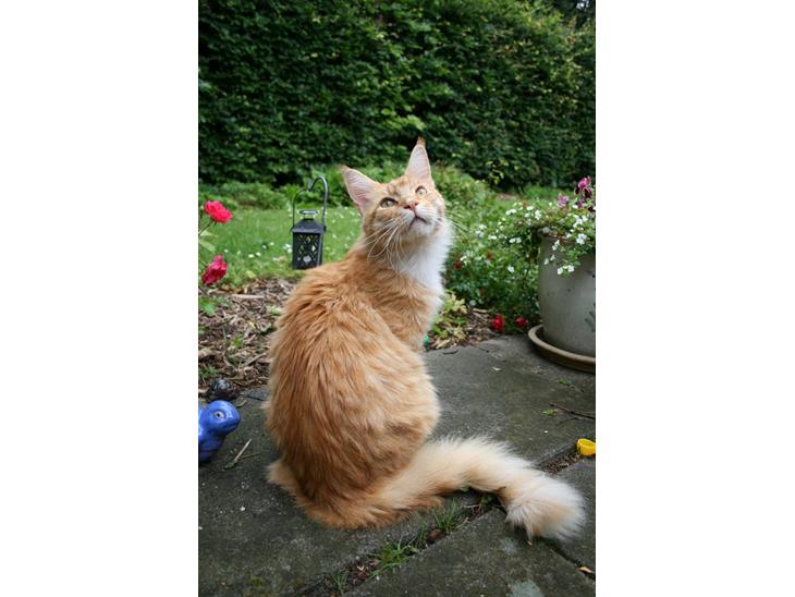 {{currentPhoto.altText}} billede {{currentPhoto.number}}