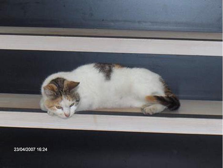 {{currentPhoto.altText}} billede {{currentPhoto.number}}