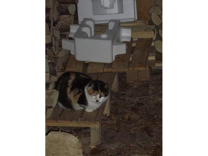 Blanding af racer Katten i haven (Missemor) - marts 2007 billede 1