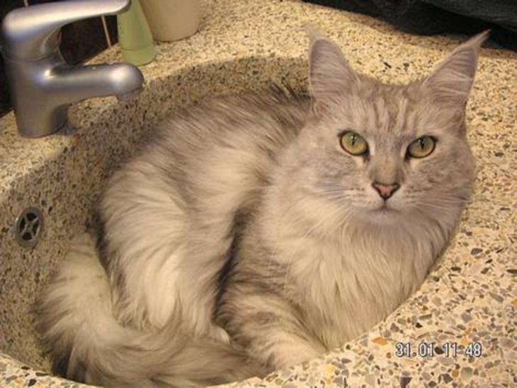 Maine Coon Twinkle  R.I.P - Ja her kan man da også ligge billede 1