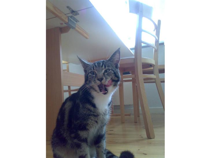 {{currentPhoto.altText}} billede {{currentPhoto.number}}