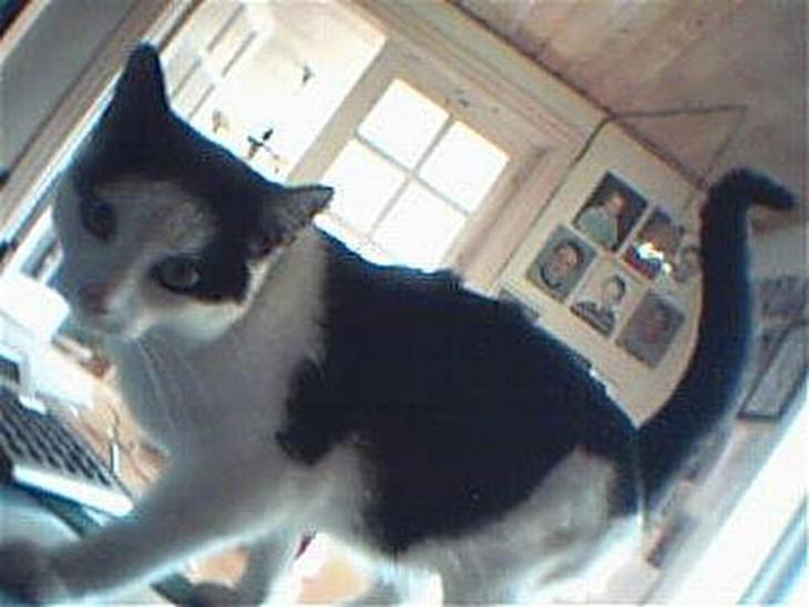 {{currentPhoto.altText}} billede {{currentPhoto.number}}