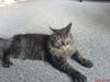 Maine Coon Bobo