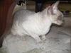 Cornish Rex Fairfax fashion