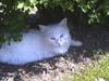 Maine Coon Kiwi