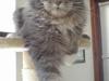 Maine Coon Balou RIP 18/8-08