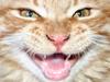 Maine Coon Garfield P