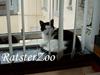 Huskat Kisser *flyttet* [ Himmelkat]