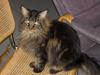 Maine Coon Furby