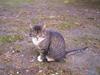 Huskat Lillemis(R.I.P)