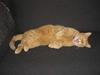 Maine Coon Mulle