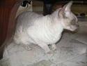 Cornish Rex Fairfax fashion