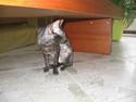Cornish Rex poisen Ivy