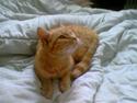 Blanding af racer Garfield