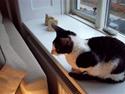 Cornish Rex Gaston
