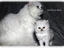 Perser duchess