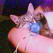 Huskat Frederikke hvor er du ?