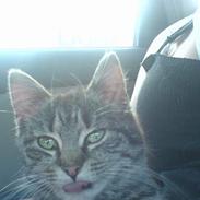 Huskat Frederikke hvor er du ?