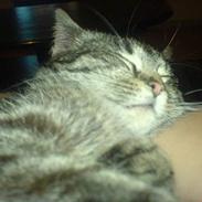 Huskat Frederikke hvor er du ?