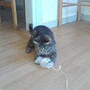 Huskat Frederikke hvor er du ?