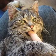 Huskat Frederikke hvor er du ?