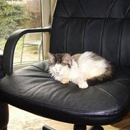 Blanding af racer pjuske forsvundet