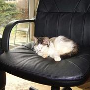 Blanding af racer pjuske forsvundet