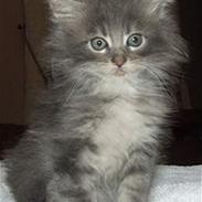 Maine Coon Fister 