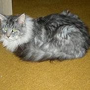 Maine Coon Omahlie